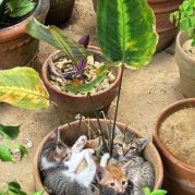Kitten Plants