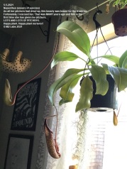 GRNHOUSE Nepenthes (5.5.2021)-1