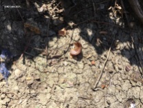 Where Snails Go to Die-3